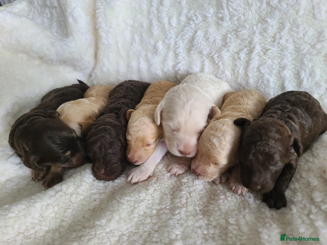 Cockapoo dogs for sale: F1b Cockapoos. Boys & Girls. DNA HEALTH TESTED - Image 24