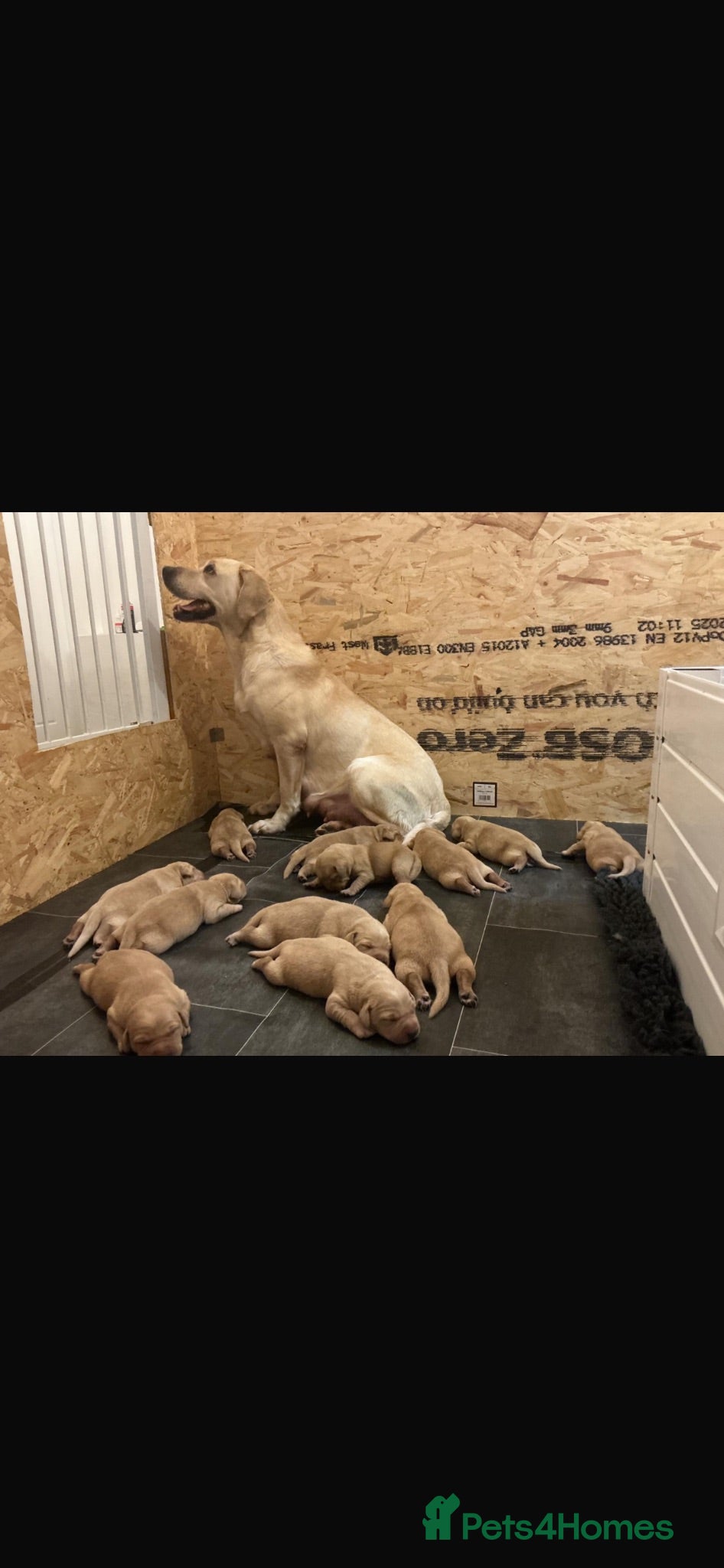 Labrador Retriever dogs  KC reg 12 lab puppies for sale  - Advert 1
