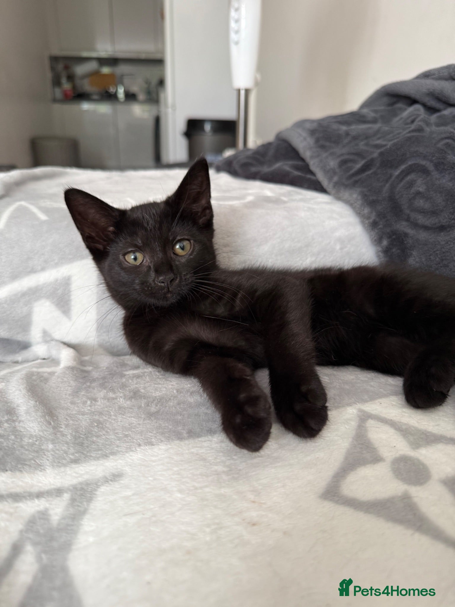 Russian Blue cats 🐾 Russian Blue/Bengal Tabby Kittens 🐾 - Advert 3