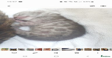 Bengal cats - Advert 1