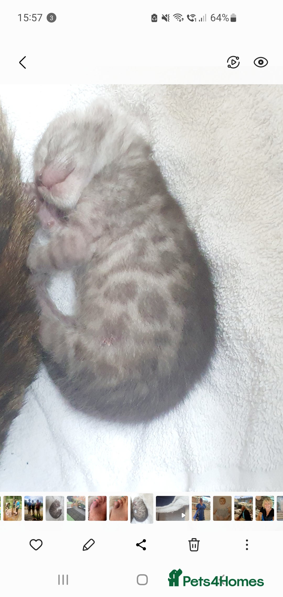 Bengal cats for sale: Silver bengal kitten  - Image 2