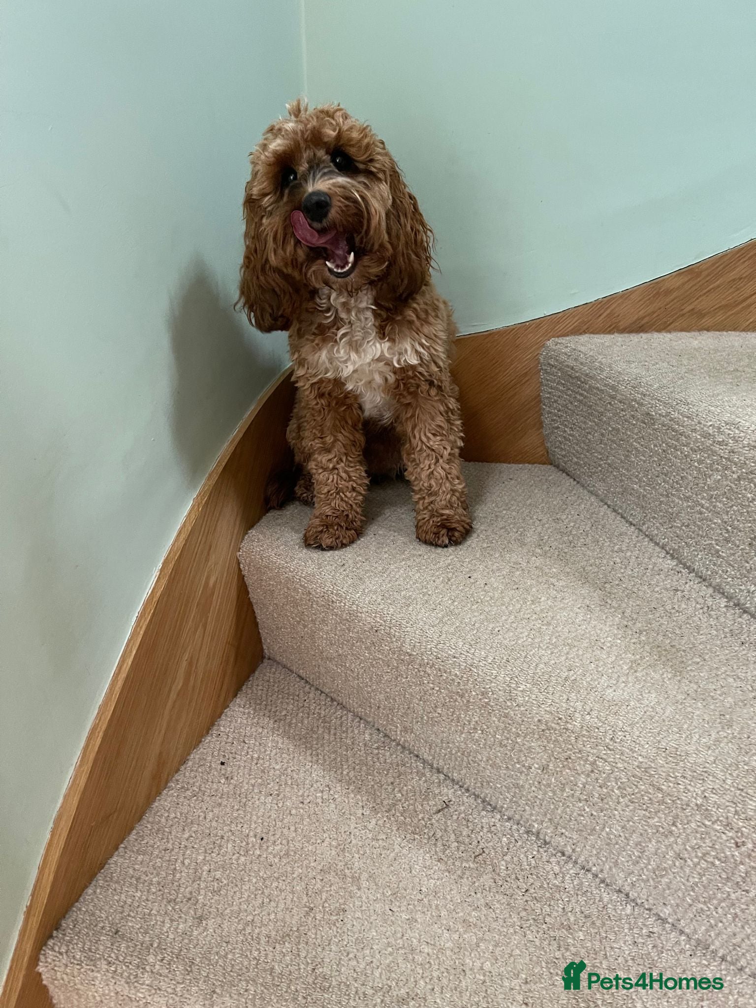 Cockapoo dogs Cockerpoo puppies for sale - Advert 4