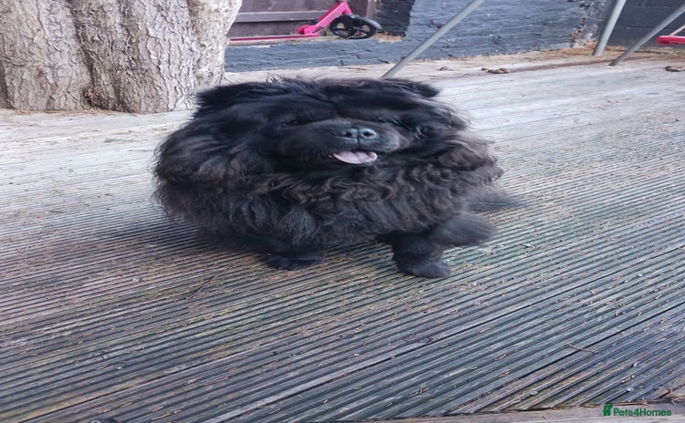 Chow Chow dogs - Advert 1