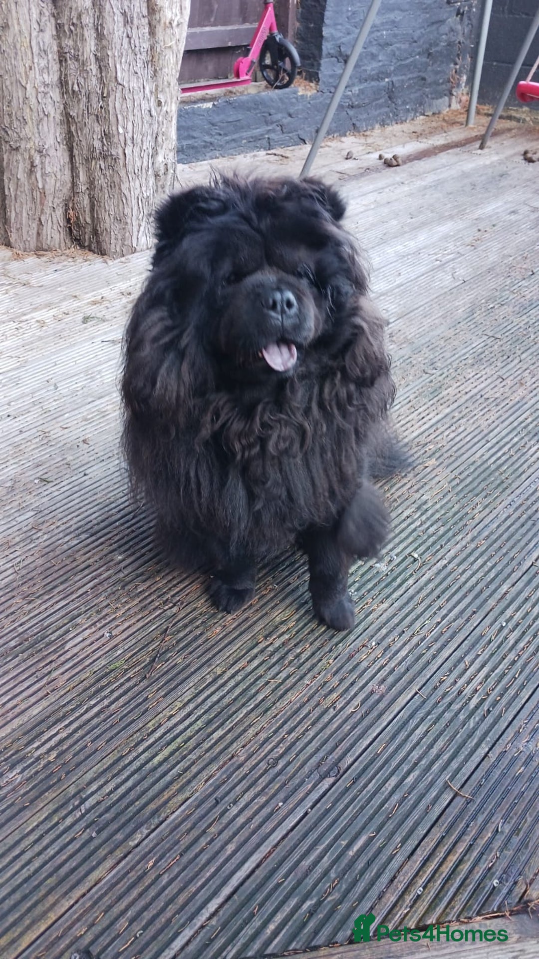 Chow Chow dogs for sale: Black chow chow  - Image 1