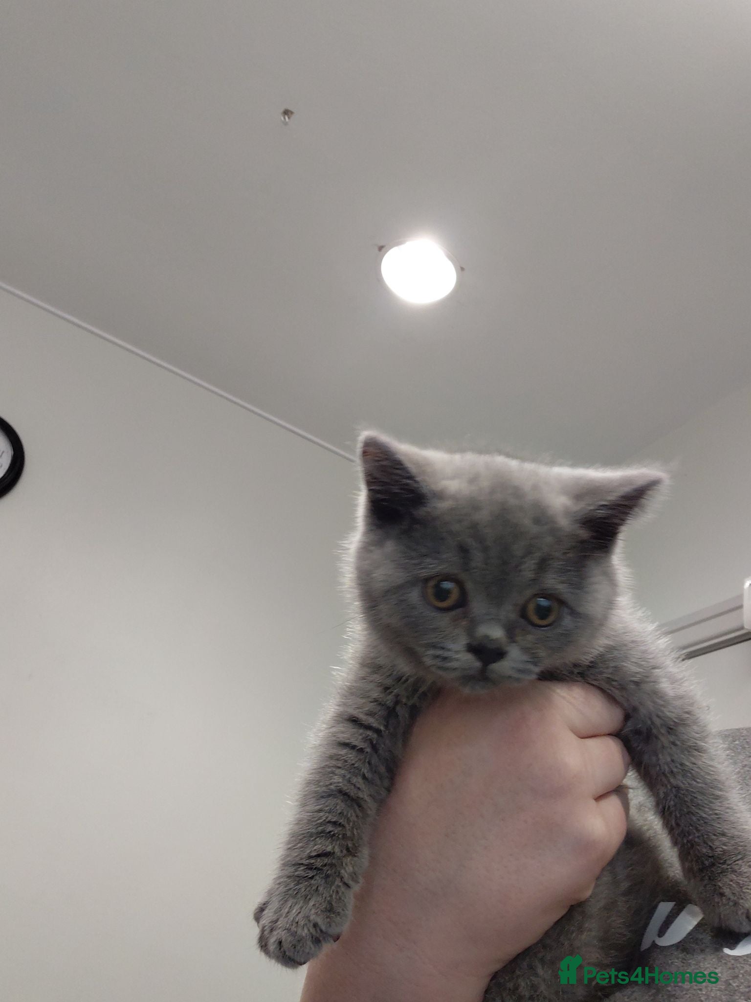 British Shorthair cats 5* GCCF Registered British Short Hair Kittens - Advert 2