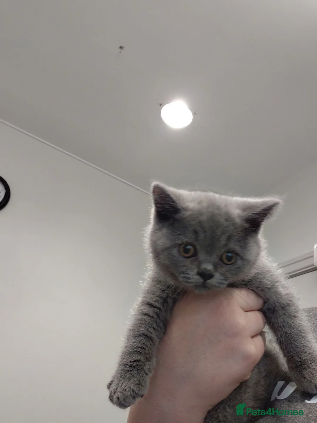 British Shorthair cats for sale: 5* GCCF Registered British Short Hair Kittens - Advert 2