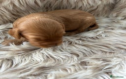 Cockapoo dogs for sale: Cockapoo puppies  - Advert 4