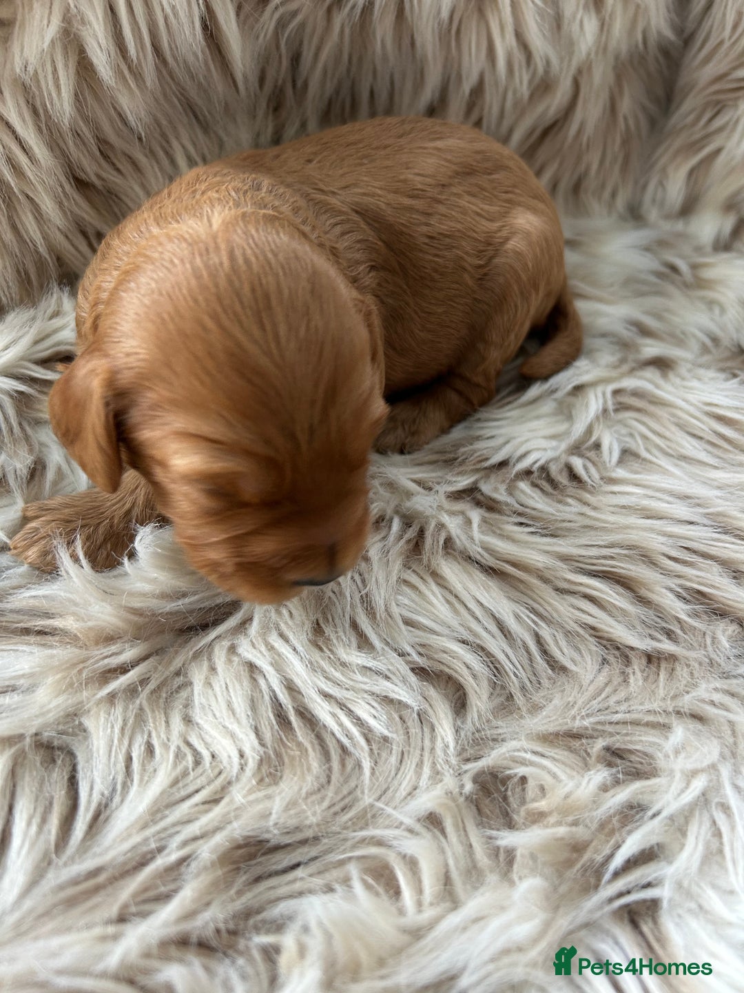 Cockapoo dogs for sale: Cockapoo puppies  - Advert 4