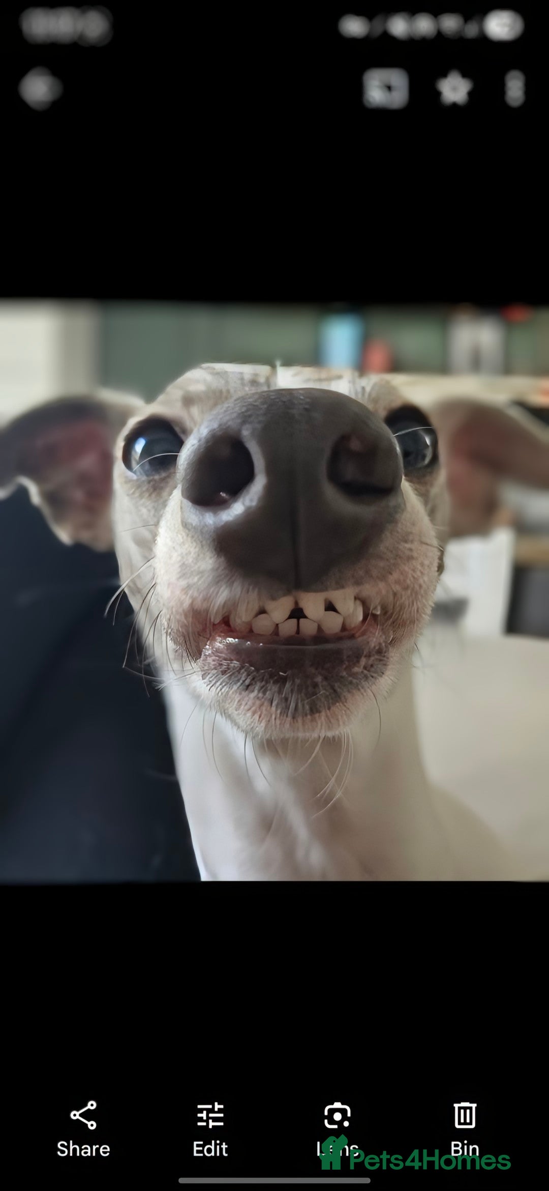 Whippet dogs for sale: Beautiful whippet with a hint of merle! - Image 3
