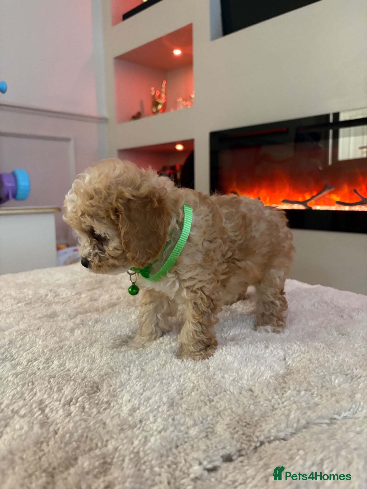 Cavapoo dogs Gorgeous Cavapoo puppies  - Advert 2