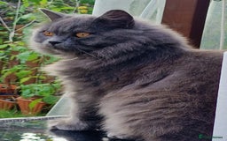 British Longhair cats for sale: Gorgeous Blue British longhair kittens - Image 20