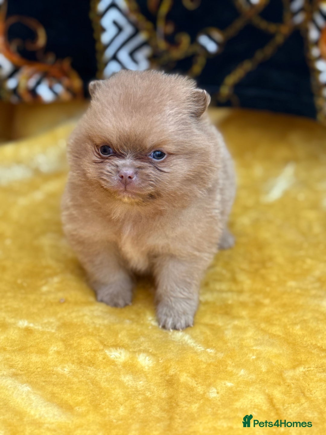 Pomeranian dogs for sale: Teddy bear poms x - Image 6