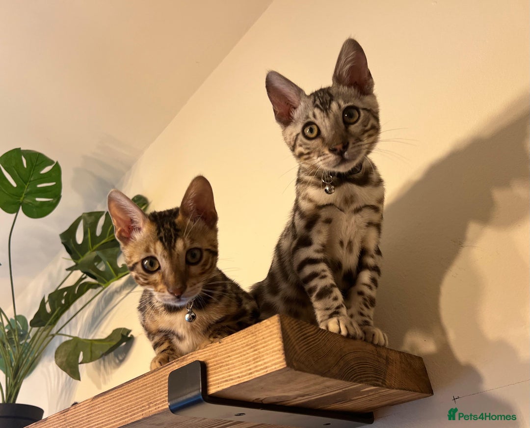 Bengal cats for sale: Beautiful Bengal Kittens Ready for Forever Homes - Image 23