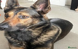 German Shepherd dogs for sale: CZECH SHEPHERD- NEEDS NEW LOVING HOME - Image 4