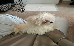 Bichon Frise dogs for sale: Bichon Frise Puppy Looking for a Loving Home - Image 11