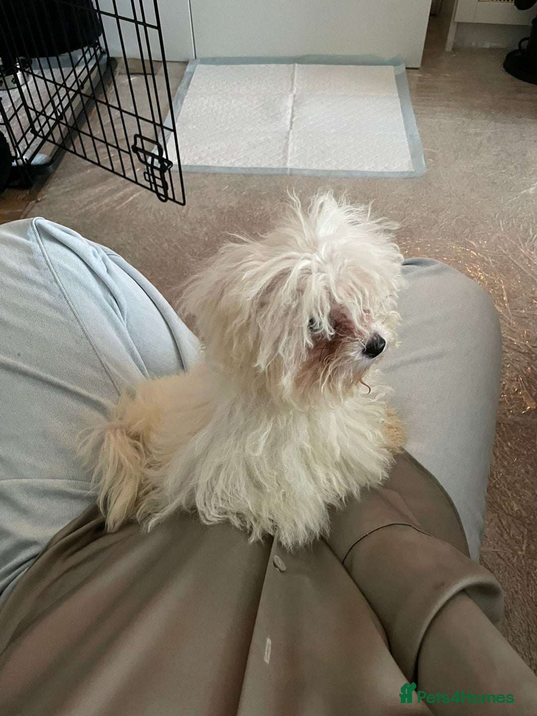 Bichon Frise dogs for sale: Bichon Frise Puppy Looking for a Loving Home - Image 11