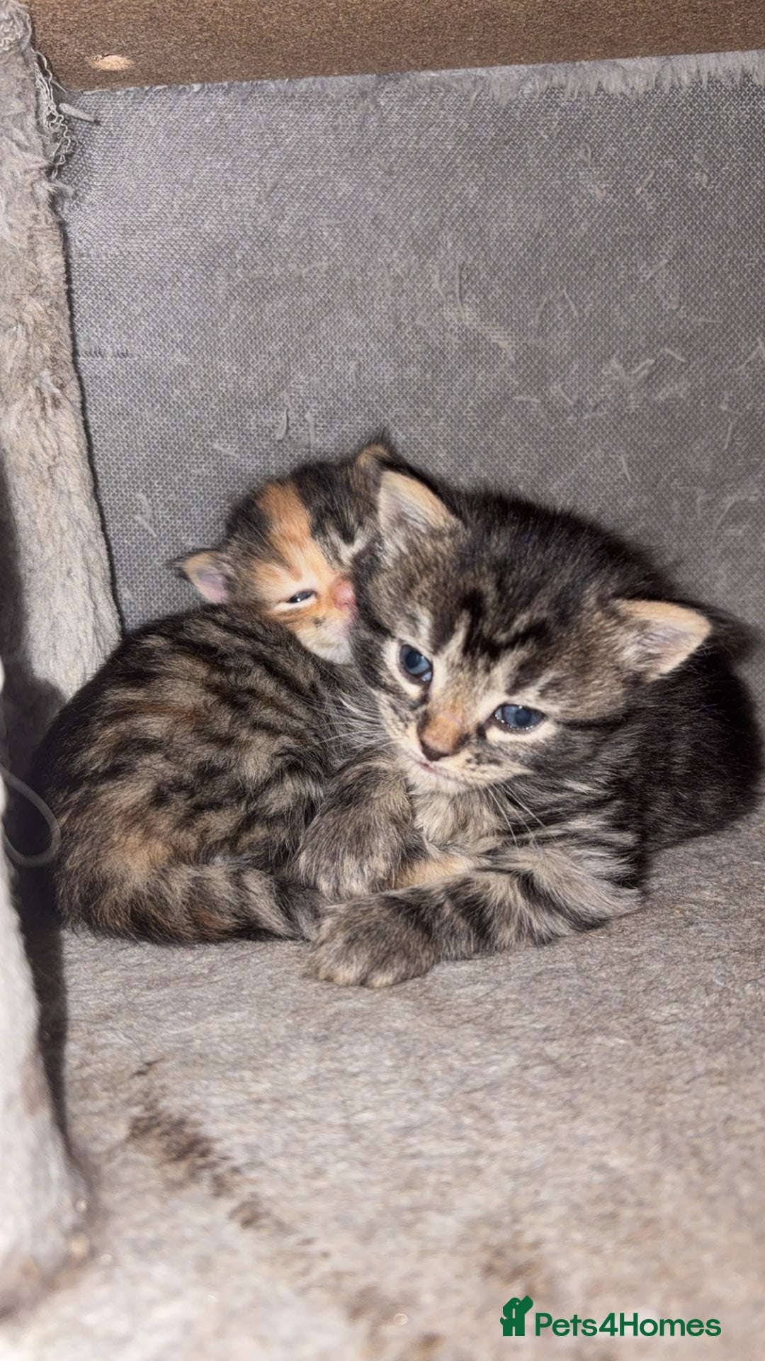 Mixed Breed cats for sale: 5 beautiful babies! - Advert 2