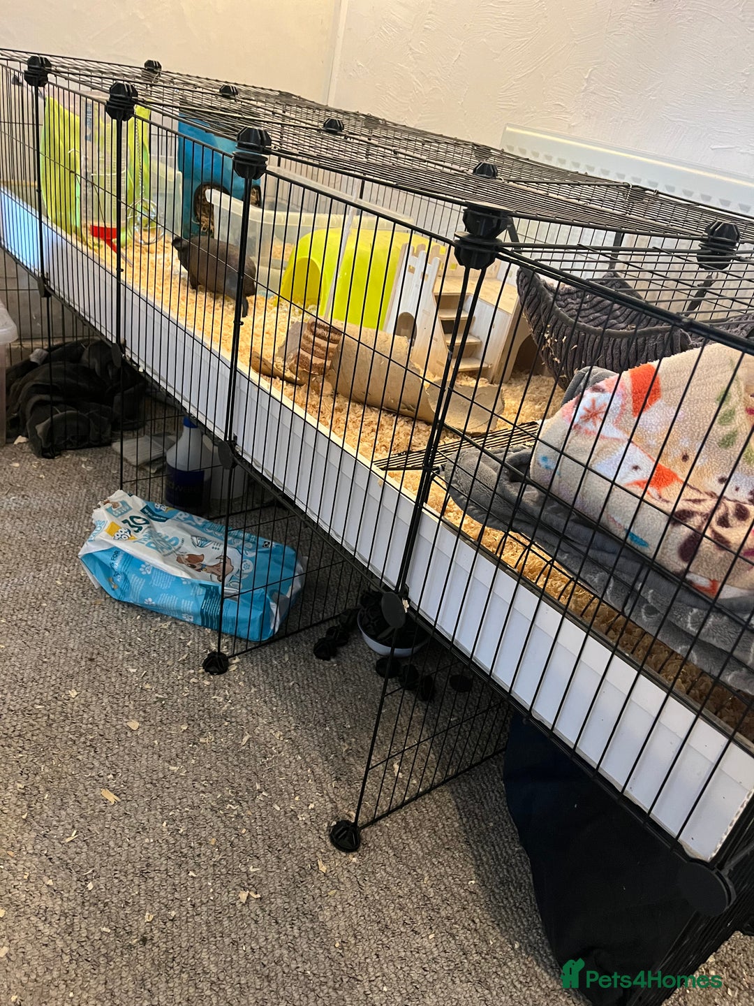 Guinea Pig rodents for sale: Skinny pigs - Image 4