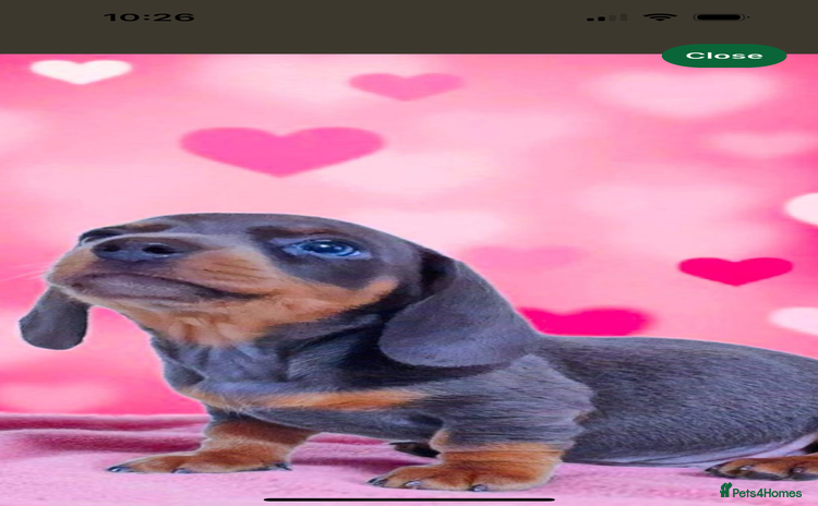 Miniature Dachshund dogs - Advert 3