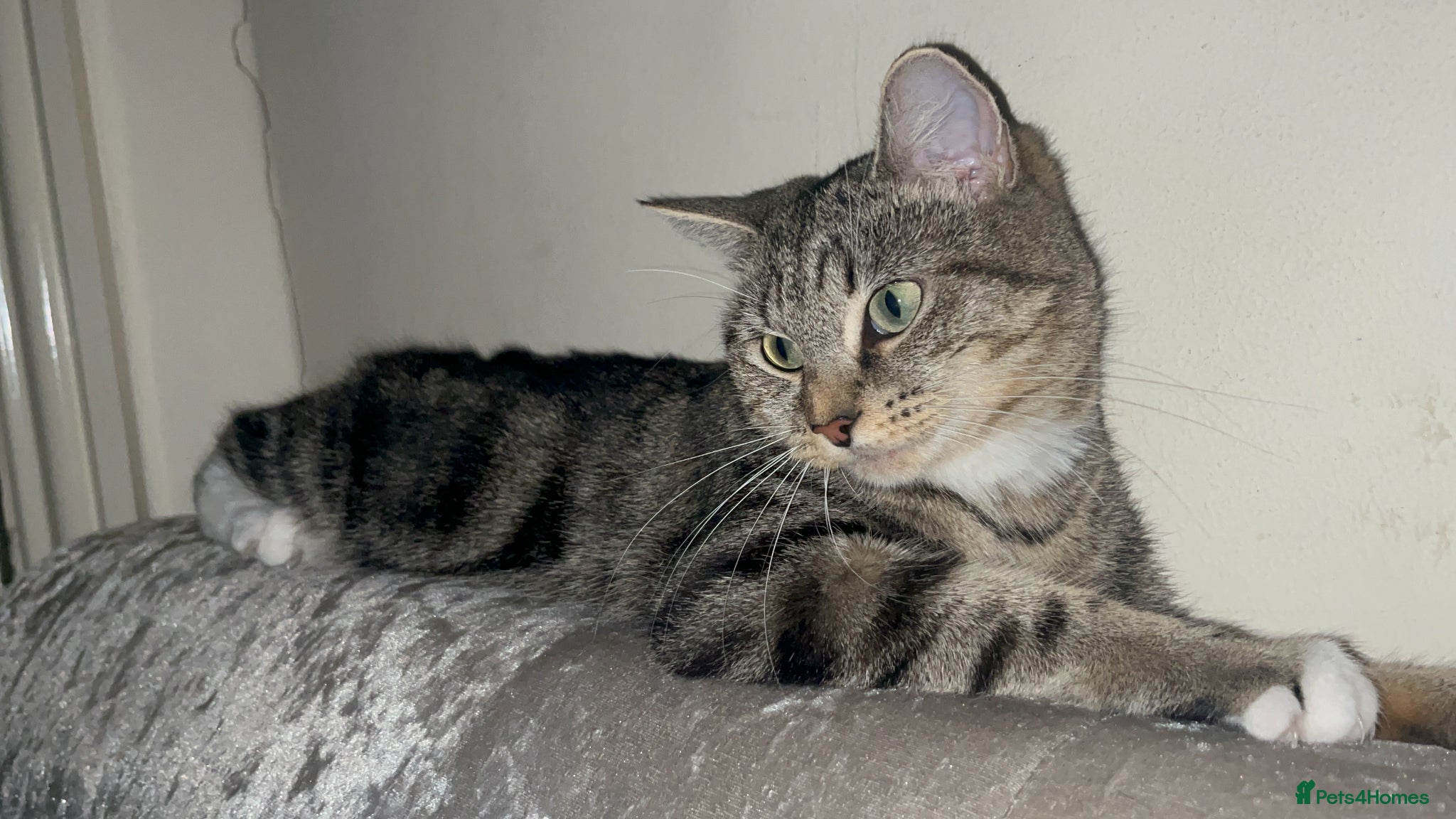 Mixed Breed cats 🐾BlackBrown Tabby Kittens needing Forever Homes🐾 - Advert 2