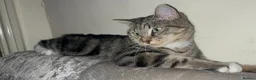 Mixed Breed cats for sale: 🐾BlackBrown Tabby Kittens needing Forever Homes🐾 in London - Advert 1