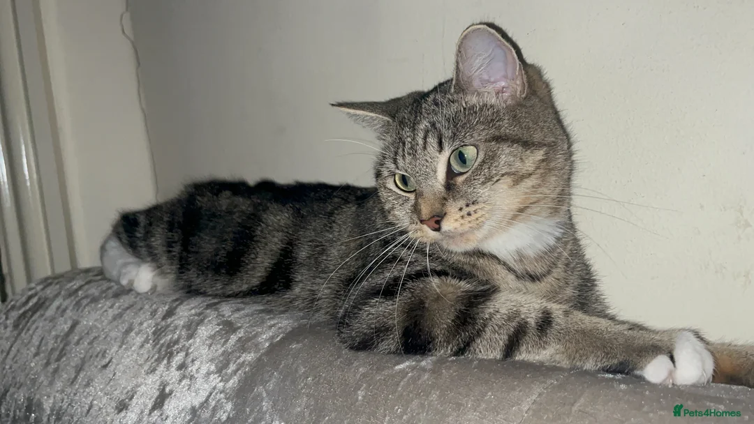 Mixed Breed cats for sale: 🐾BlackBrown Tabby Kittens needing Forever Homes🐾 in London - Advert 1
