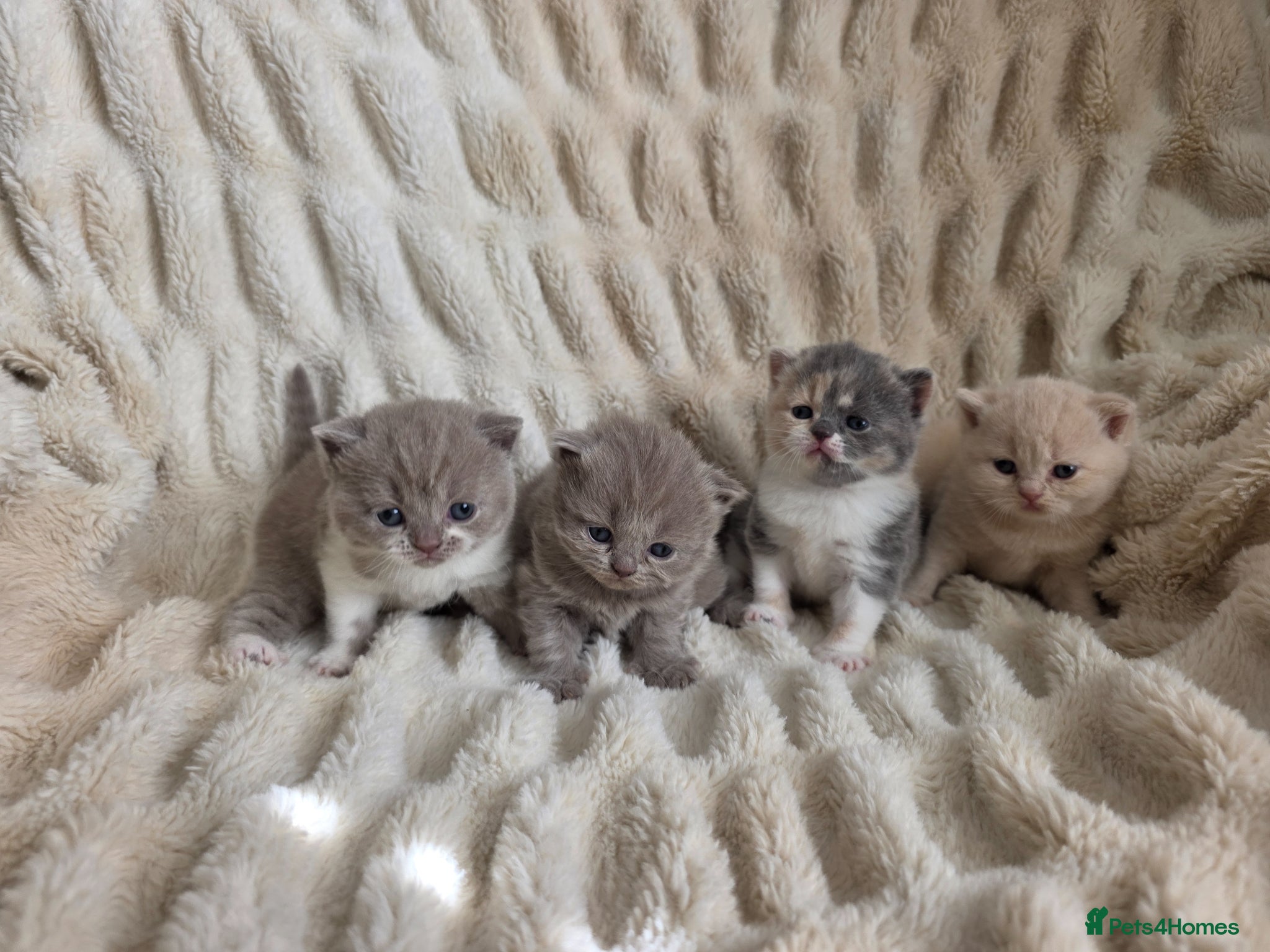 British Shorthair cats for sale: Outstanding quality British shorthair kittens  - Advert 10