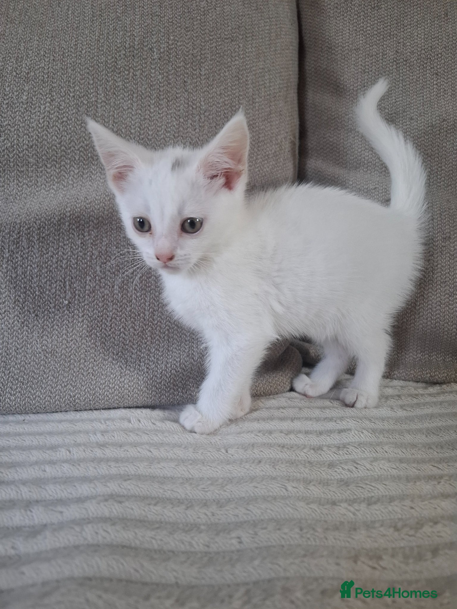 Devon Rex cats for sale: Mr Turbo - Advert 5