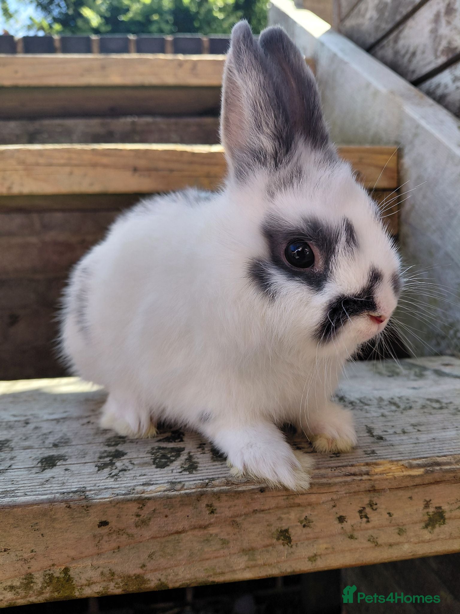 Netherland Dwarf rabbits Netherland dwarf buck - Advert 23