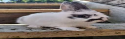 Netherland Dwarf rabbits for sale: Netherland dwarf buck - Advert 1