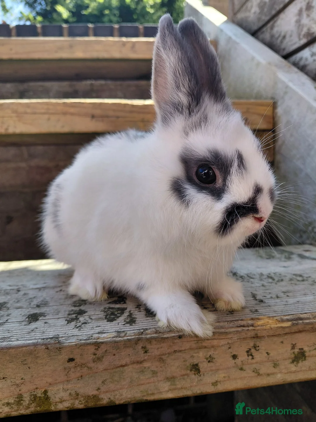 Netherland Dwarf rabbits for sale: Netherland dwarf buck - Advert 1
