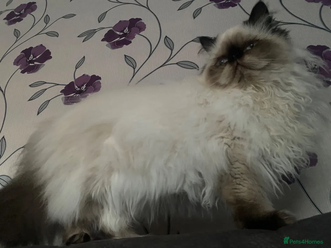 Himalayan cats for sale: Beautiful persian male for sale - Advert 4