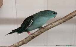 Parakeets birds for sale: Pair of Lineolated Parakeets  - Image 8
