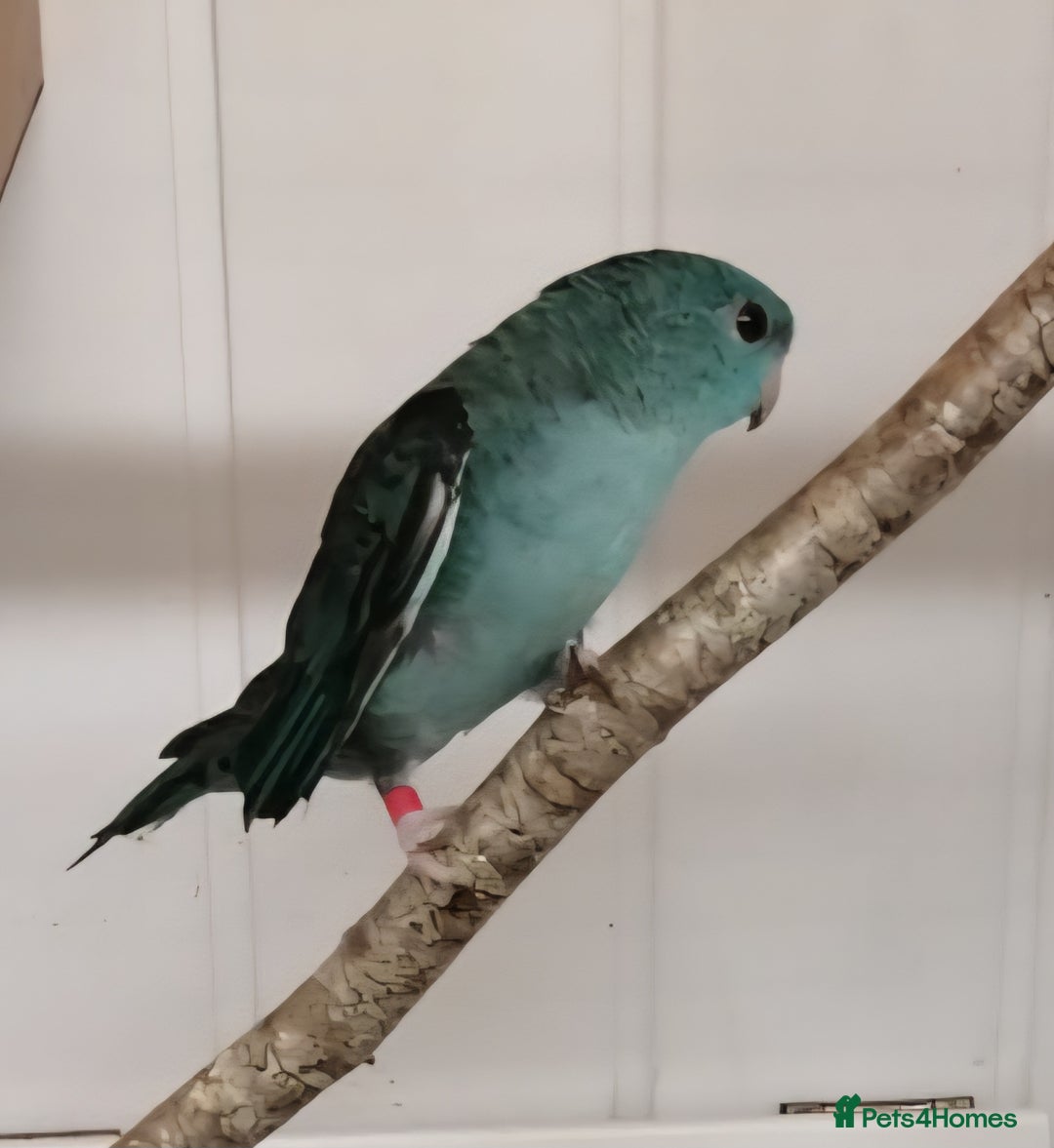 Parakeets birds for sale: Pair of Lineolated Parakeets  - Image 8