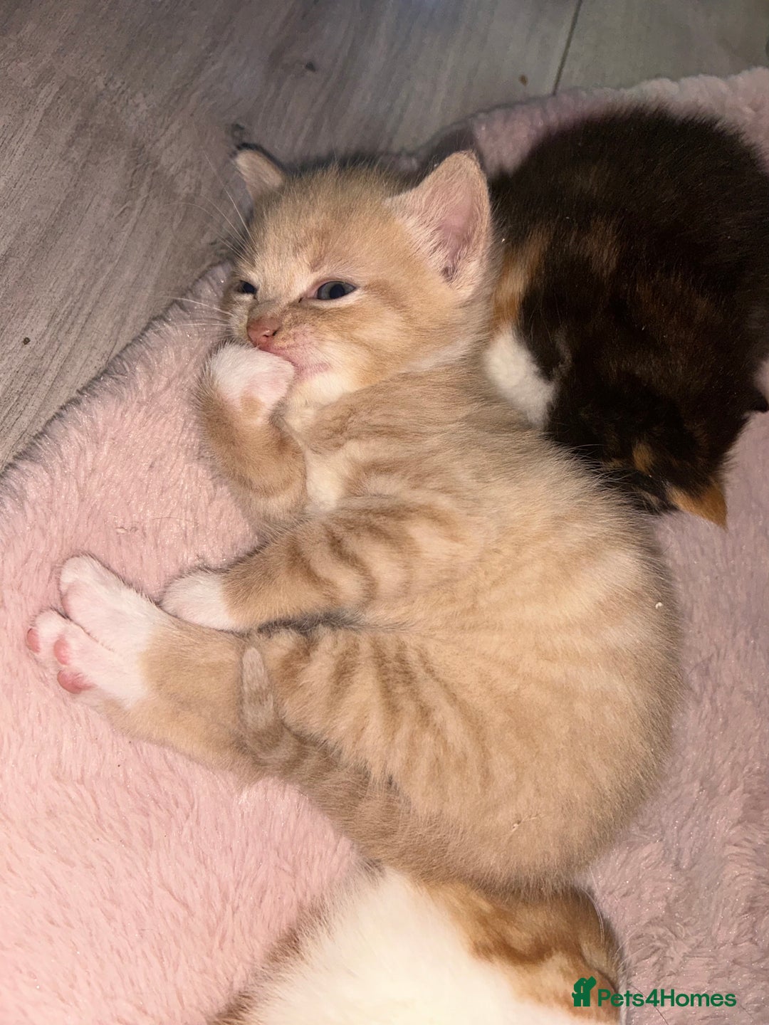 British Shorthair cats for sale: Four Adorable Kittens 🤍 - Advert 27