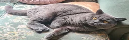 British Shorthair cats for sale: British shorthair kittens - Advert 25