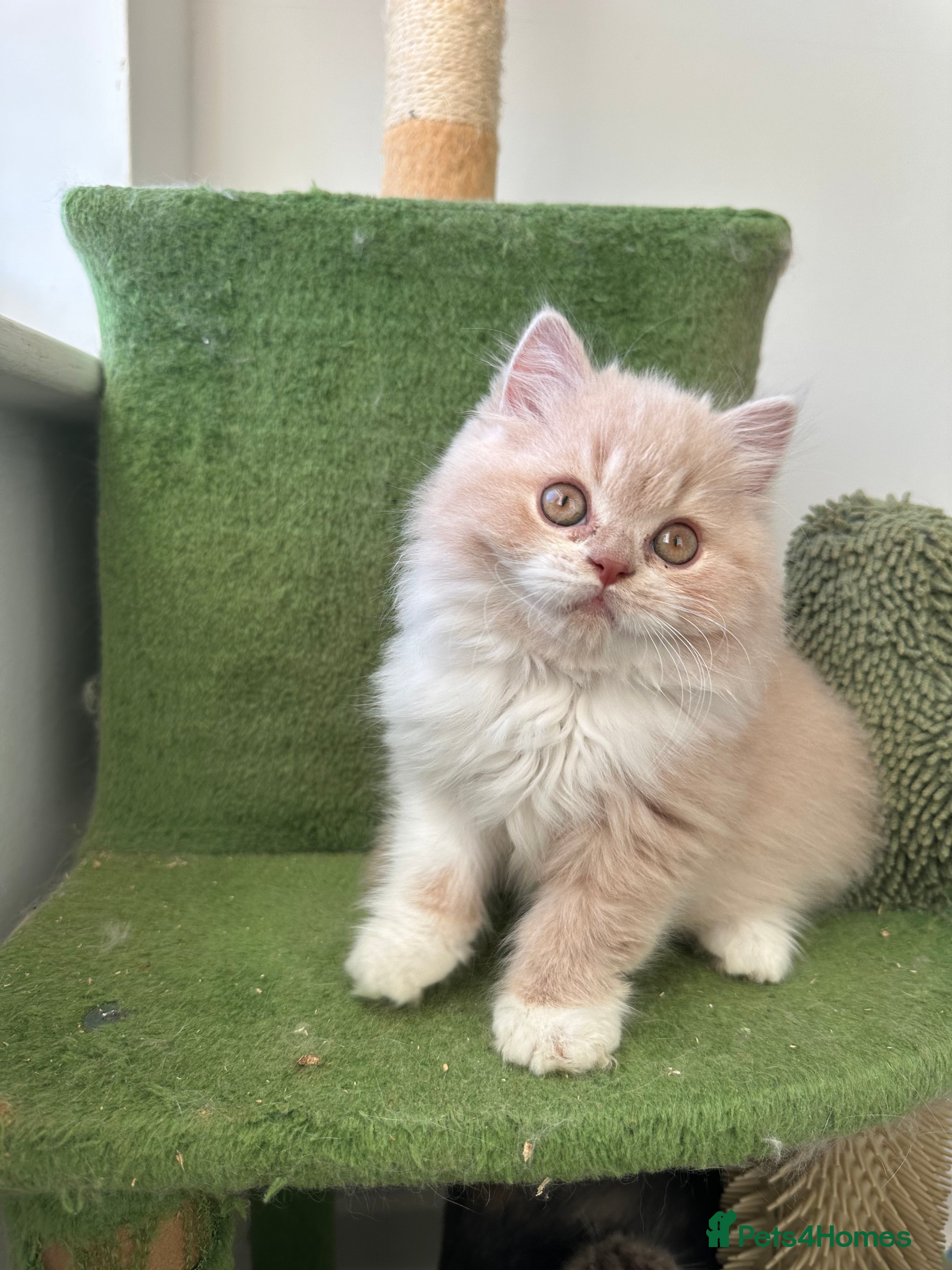 British Shorthair cats  🦁 Stunning BLH Lion Look alike READY NOW - Advert 14