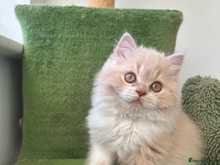 British Shorthair cats 🦁 Stunning Registered BLH Lion Look alike 🦁😍 - Advert 13
