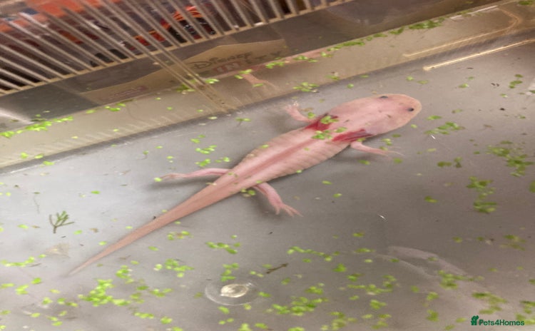 Axolotl reptiles - Advert 7