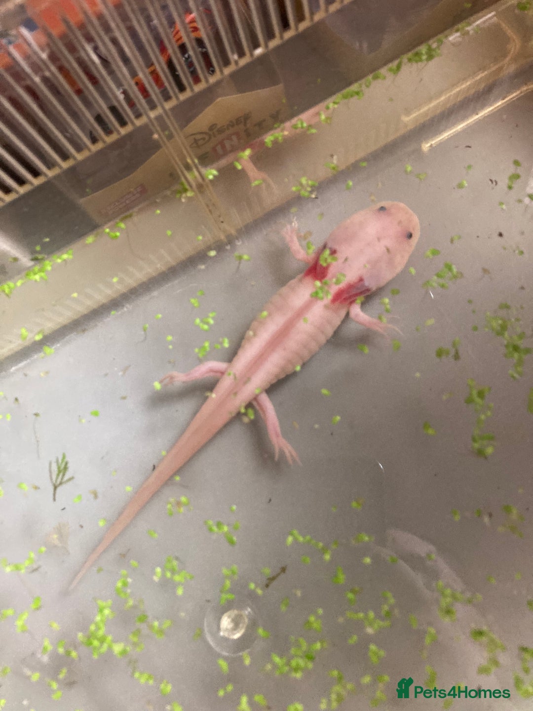 Axolotl reptiles for sale: Leucistic or wild axolotl  - Image 1
