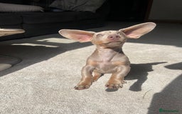 Miniature Dachshund dogs for sale: Female miniature dachshund - Image 5