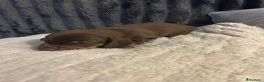 Miniature Dachshund 1