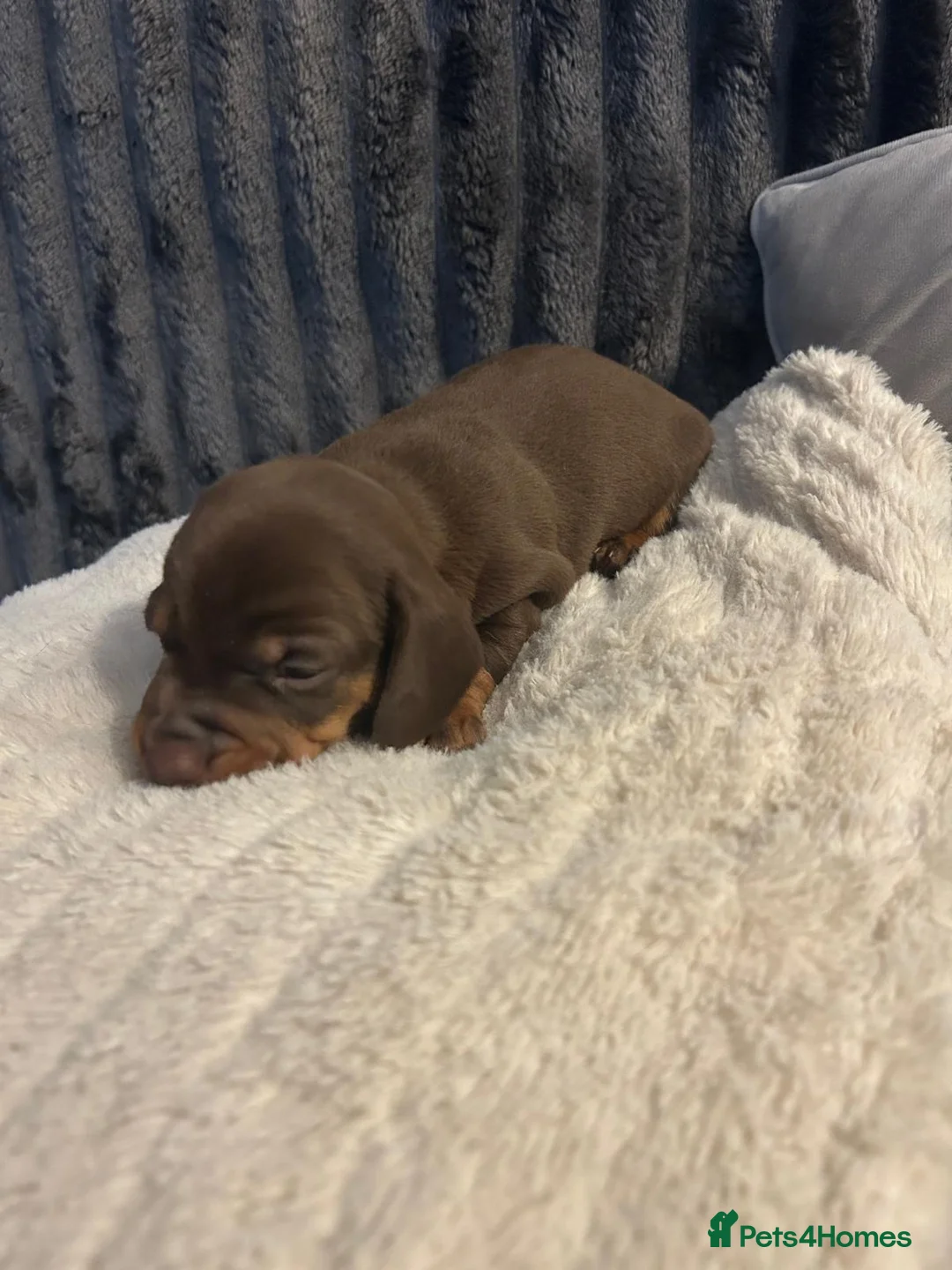 Miniature Dachshund dogs for sale: Miniature Dachshund Puppies - Advert 2