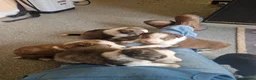 Border Collie dogs for sale: Stunning Border Collie Pups - Advert 4