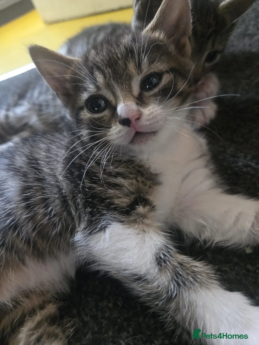 Mixed Breed cats for sale: Beautiful tabby kittens - Advert 2
