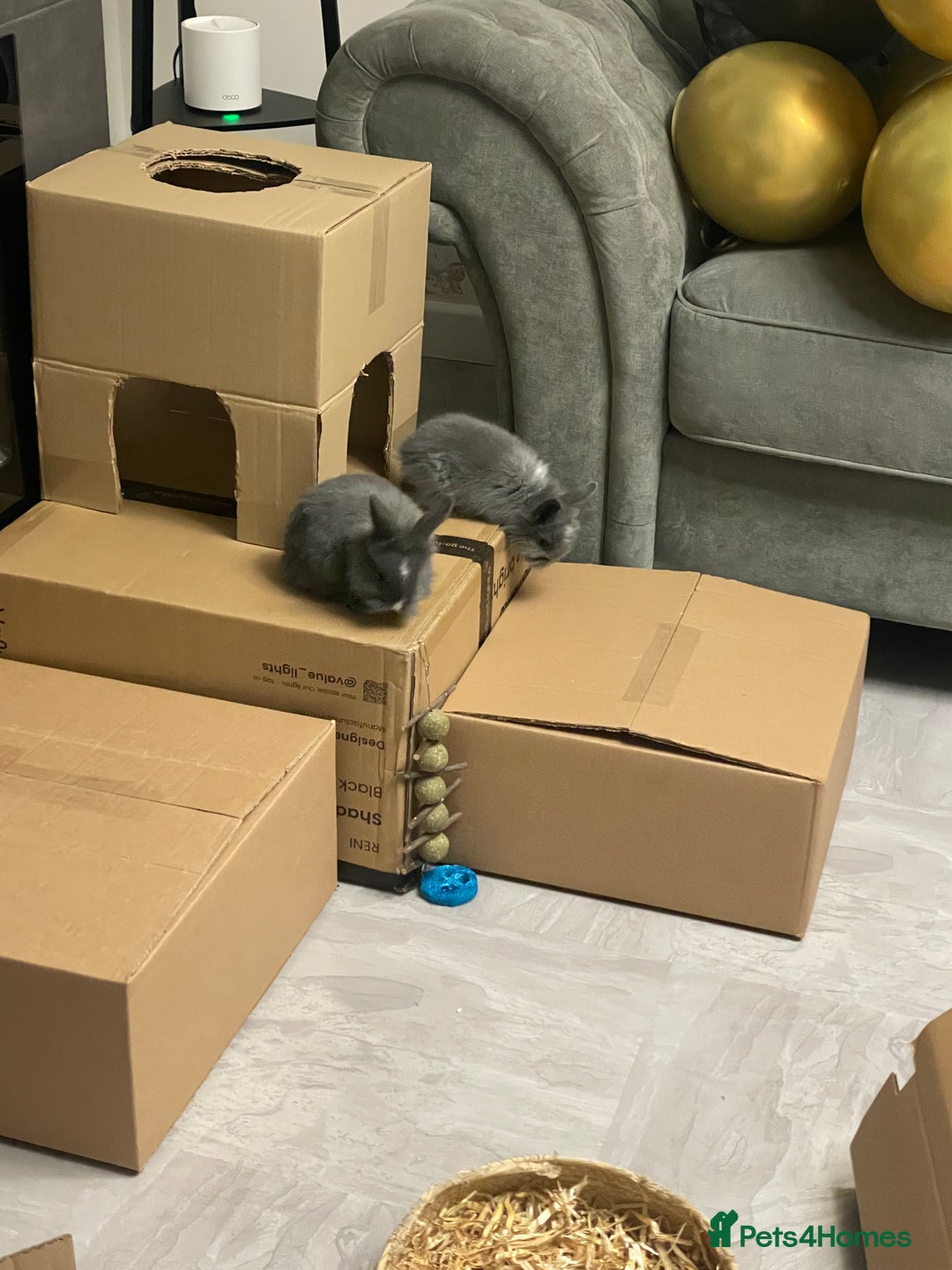 Lionhead rabbits for sale: 8 weeks old, 3 male lionhead bunnies - Advert 7