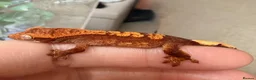 Gecko reptiles for sale: Crested gecko babies  - Advert 2