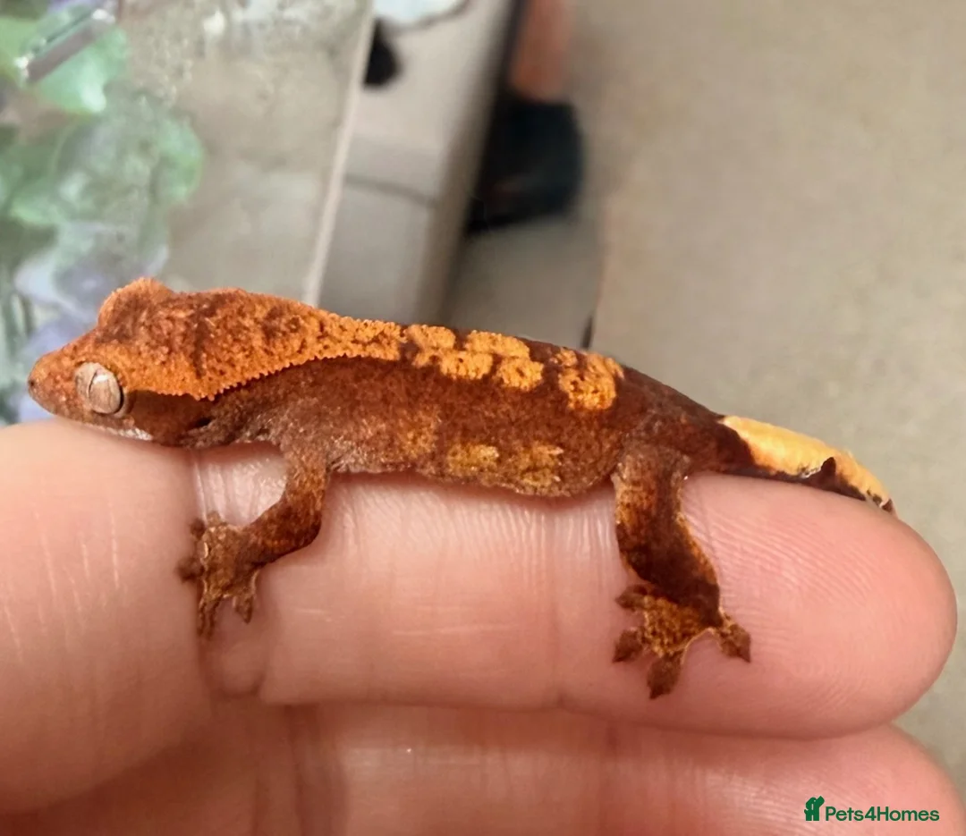 Gecko reptiles for sale: Crested gecko babies  - Advert 2