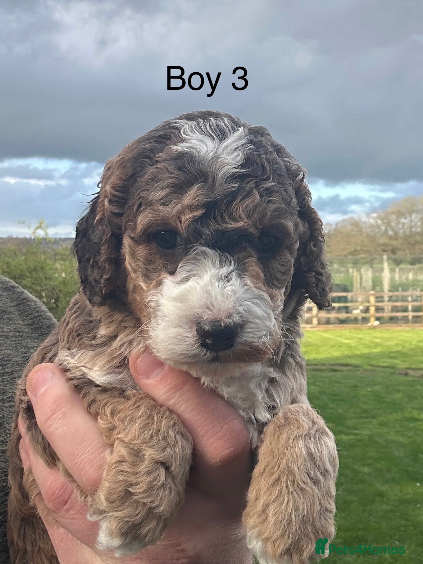 Cockapoo dogs Outstanding Cockapoo Puppies - Fully Health Tested - Advert 1