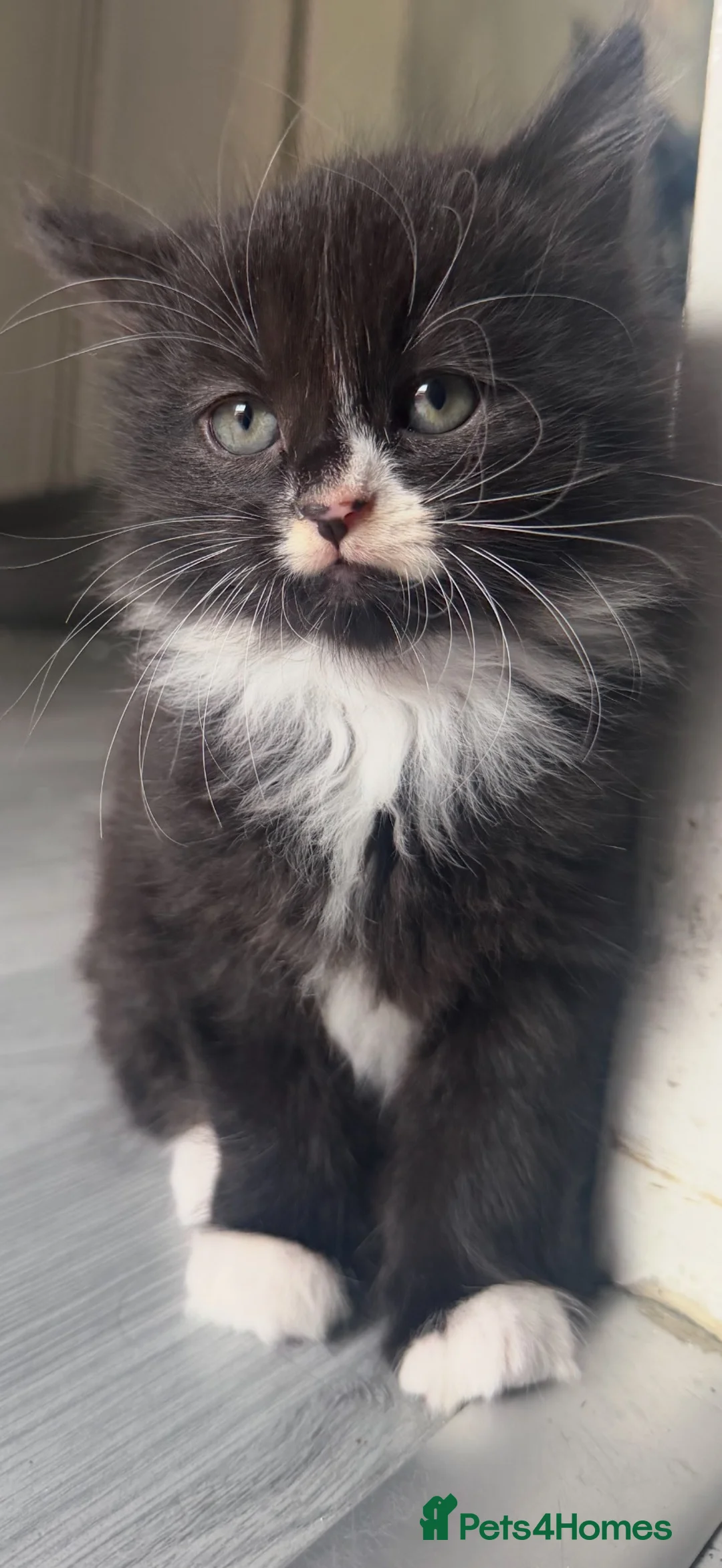 Mixed Breed cats for sale: Kittens  in London - Advert 2